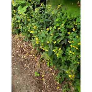 Lysimachia ciliata 'Firecracker'.jpg