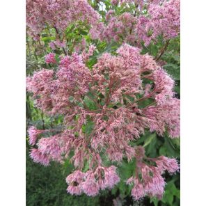 mac. Atropurpureum.jpg