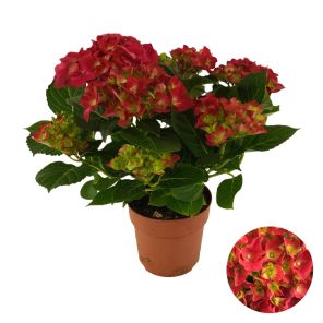 macrophylla rood.jpg