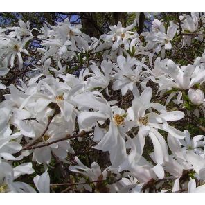 magnolia-stellata-royal-star-hoogstam-sfeer_a54f2f.jpg