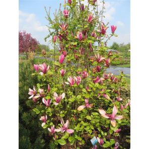 magnolia nigra.jpg