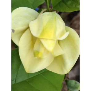 magnolia yellow river.jpg
