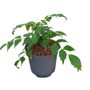 Mahonia cabaret.png