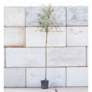 malus leiboom l_2.jpeg