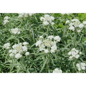 margaritacea.jpg