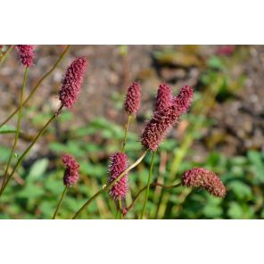 menziesii.jpg