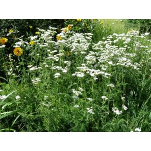 millefolium.jpg