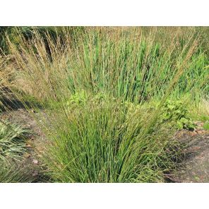 Molinia caerulea 'Heidebraut.jpg