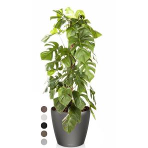 monstera-antraciet-kleuren_533640.jpg