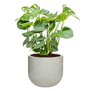 monstera-gatenplant-struik-lagre-in-cody-m-sierpot_bc12ef.jpg