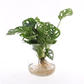 Monstera adansonii in kingston Glas.jpg
