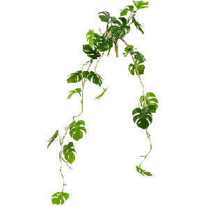 monstera deliciosa hangplant.png