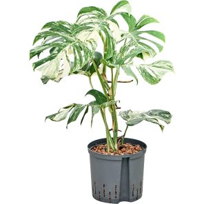 monstera deliciosa variegatum l_1.png