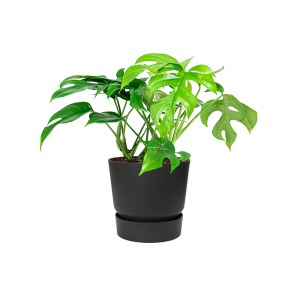 Monstera Minima Small in Elho Greenville round - antraciet.png