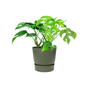 Monstera Minima Small in Elho Greenville round - groen.png