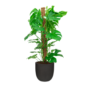 Monstera Mosstok Medium in Capi Urban Egg planter smooth medium - zwart.png