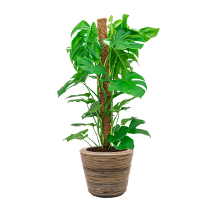 Monstera Mosstok Medium in Drypot Rattan.png