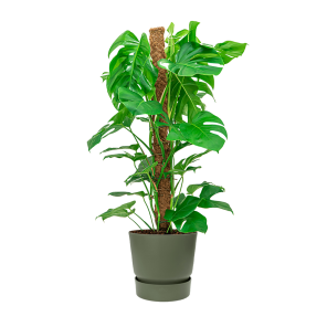 Monstera Mosstok Medium in Elho Greenville round DM 30 - groen.png