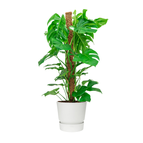 Monstera Mosstok Medium in Elho Greenville round DM 30 - wit.png