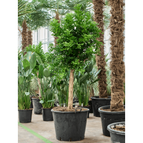 Murraya paniculata.png