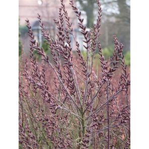 Myrica gale_1.jpg
