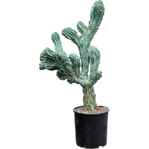 myrtillocactus-geometrizans-cristata-vertakt m.png