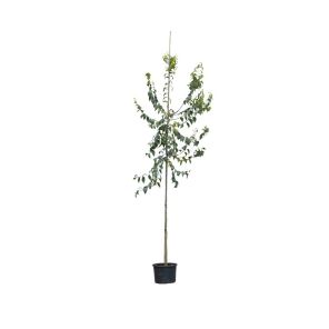 netelboom.jpeg