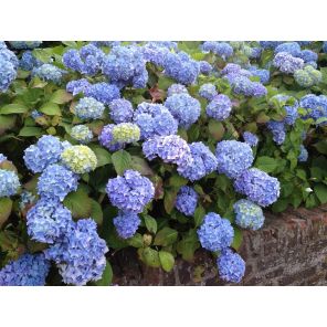 nikko blue.jpg