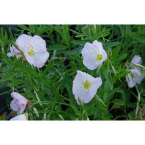 Oenothera speciosa Siskiyou.jpg