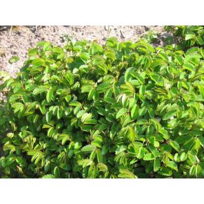 officinalis.jpg