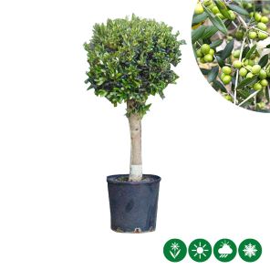 olea bolboom.jpg