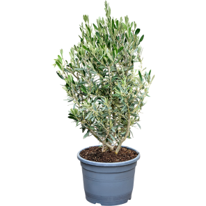 Olea bush s.png