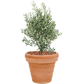 Olea europaea in Terracotta Antiek.png