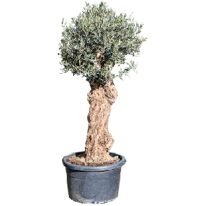 olea robuust.png