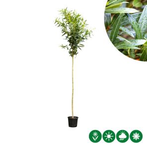 oleander wit op stam.jpg
