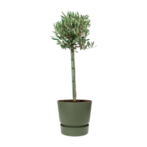 Olijfboom op stam Medium in Elho greenville round sierpot - groen_1.png
