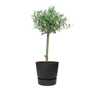 Olijfboom op stam Small in Greenville orund dm 19 - zwart.png