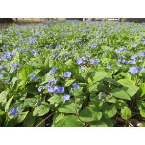 Omphalodes verna.jpg