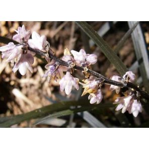 ophiopogon-planiscapus-niger-sfeer_45e821.jpg