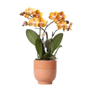 Orchidee in Glazed.jpg