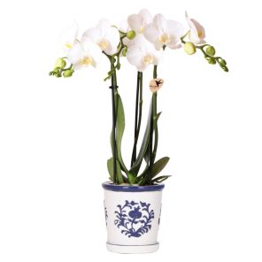 Orchidee in Ivory Elegance blauw.jpg