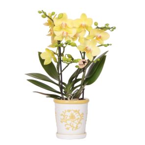Orchidee in Ivory Elegance geel.jpg