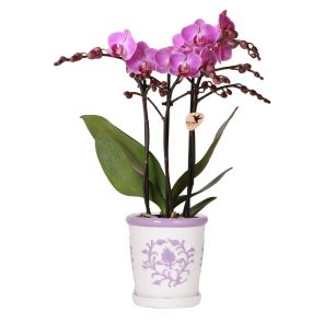 Orchidee in Ivory Elegance paars.jpg