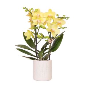 Orchidee in Misty lichtblauw.jpg