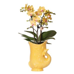 Orchidee in Yona geel.jpg