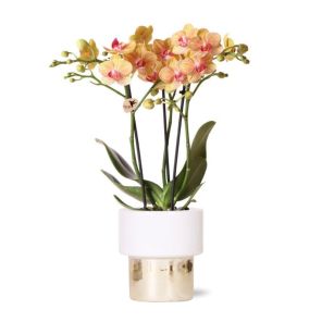 Orchidee oranje in Lush goud.jpg