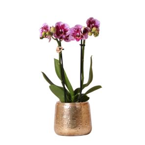 Orchidee paars in Luxury goud.jpg
