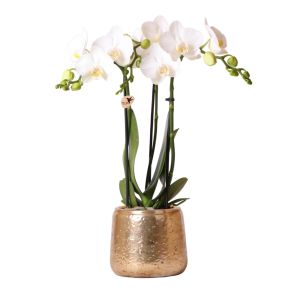 Orchidee wit in Luxury goud.jpg