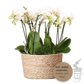 Orchideeënmand Riet wit.jpg