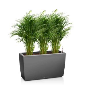 palm-areca-cararo-antraciet_1c4279.jpg